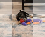Small #1 Labrador Retriever Mix