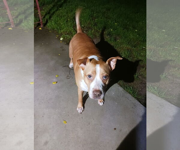 Medium Photo #2 Staffordshire Bull Terrier-Unknown Mix Puppy For Sale in Harrison, AR, USA