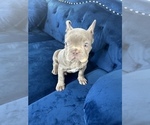 Small Photo #18 French Bulldog Puppy For Sale in WASHINGTON, DC, USA