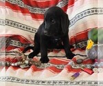 Small Photo #78 Labrador Retriever Puppy For Sale in MERIDEN, KS, USA