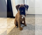 Small Photo #38 Boxer Puppy For Sale in COWETA, OK, USA