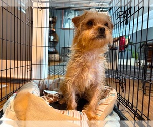 Maltese-Unknown Mix Dogs for adoption in Grafton, WI, USA
