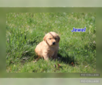 Puppy Jewel Golden Retriever