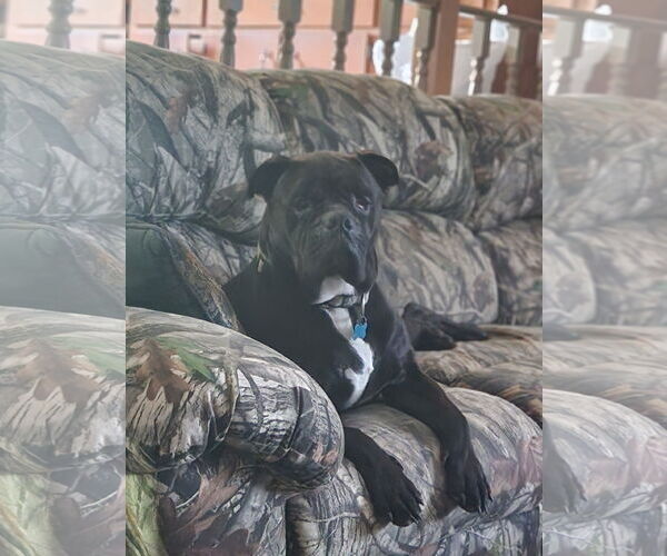 Medium Photo #5 American Bulldog-Unknown Mix Puppy For Sale in Shreveport, LA, USA