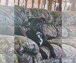 Small #4 American Bulldog Mix
