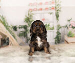 Small Photo #8 Cocker Spaniel Puppy For Sale in WARSAW, IN, USA