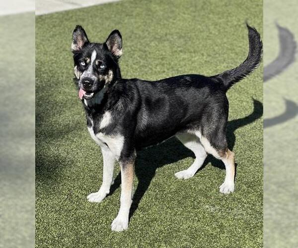 Medium Photo #3 Siberian Husky-Unknown Mix Puppy For Sale in San Martin, CA, USA