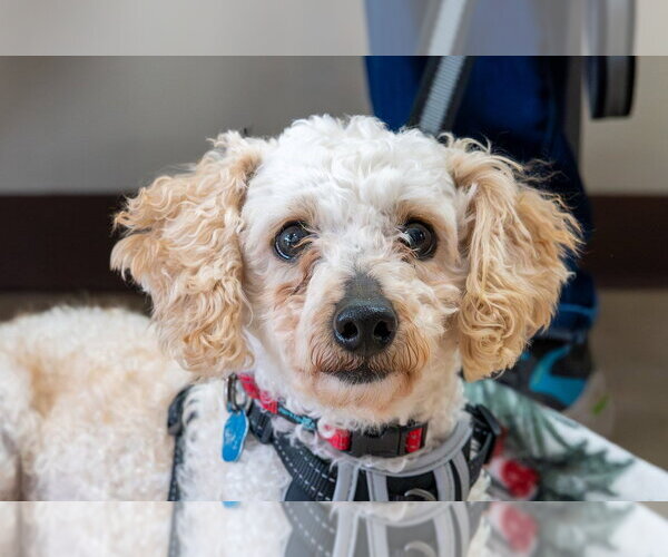 Medium Photo #3 Poodle (Miniature) Puppy For Sale in Mundelein, IL, USA