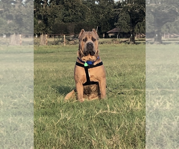 Medium Photo #10 Cane Corso Puppy For Sale in AMARILLO, TX, USA