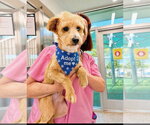 Small Photo #2 Mutt Puppy For Sale in Euless, TX, USA