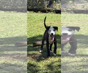 Labrador Retriever-Unknown Mix Dogs for adoption in Sterling, MA, USA