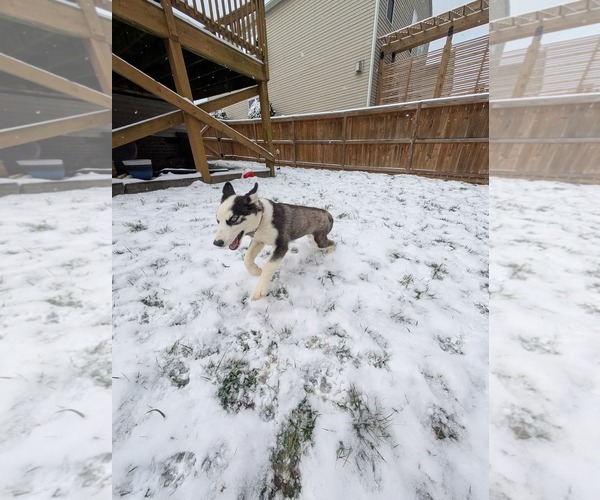 Medium Photo #20 - Mix Puppy For Sale in Holly Springs, NC, USA