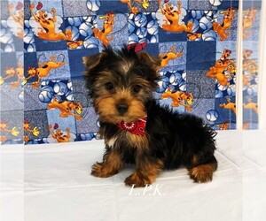 Yorkshire Terrier Puppy for sale in WINNSBORO, LA, USA
