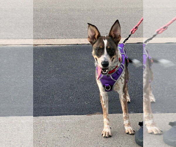Medium Photo #2 Mutt Puppy For Sale in Minneapolis, MN, USA