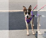 Small #1 Mutt