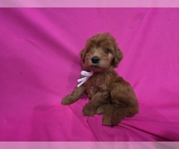 Medium Photo #3 Goldendoodle Puppy For Sale in DUBLIN, TX, USA