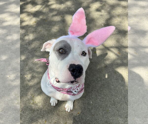 Medium Photo #10 American Bulldog-Unknown Mix Puppy For Sale in Germantown, OH, USA