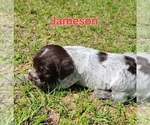 Small #3 Wirehaired Pointing Griffon