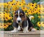 Small #1 Basset Hound