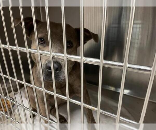 Medium Photo #1 American Pit Bull Terrier-Unknown Mix Puppy For Sale in Waco, TX, USA