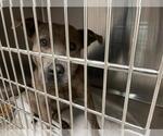 Small American Pit Bull Terrier Mix