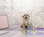 Small Photo #2 Mal-Shi-Poogle Mix Puppy For Sale in FULLERTON, CA, USA