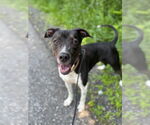 Small #16 Lab-Pointer
