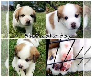 Saint Bernard-Siberian Husky Mix Puppy for sale in ONONDAGA, MI, USA