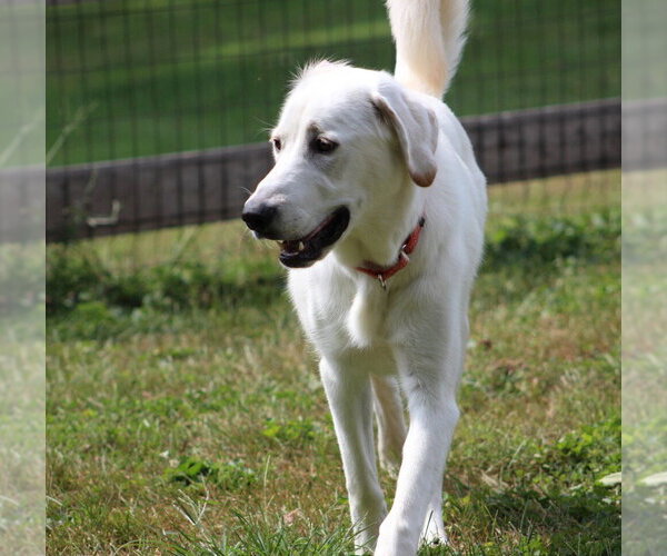 Medium Photo #3 Great Pyrenees-Unknown Mix Puppy For Sale in Aurora, IN, USA