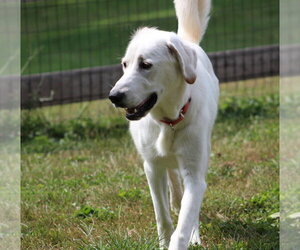 Looney Tunes : Penelope - Female Great Pyrenees-Unknown Mix Dog for Adoption - Photo #3