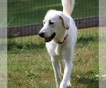 Small Photo #3 Great Pyrenees-Unknown Mix Puppy For Sale in Aurora, IN, USA