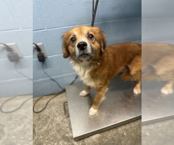 Medium Photo #2 Beagle-Colonial Cocker Spaniel Mix Puppy For Sale in Evansville, IN, USA