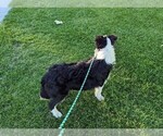 Small Photo #5 Border Collie Puppy For Sale in WARDEN, WA, USA