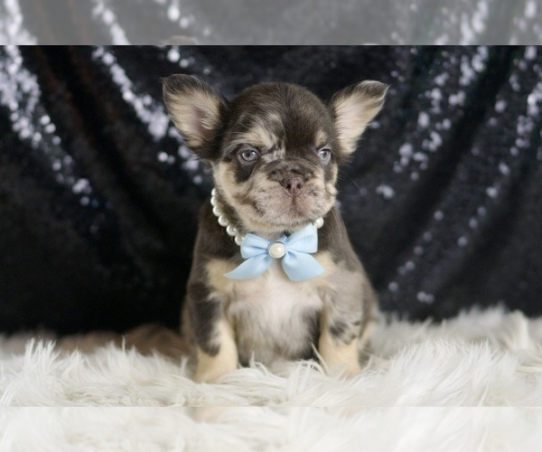 Medium Photo #112 French Bulldog Puppy For Sale in WARSAW, IN, USA