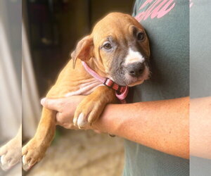 Love - Female Mutt Dog for Adoption - Photo #3