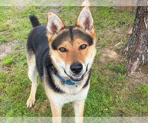German Shepherd Dog-Huskies  Mix Dogs for adoption in Waco, TX, USA