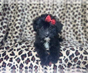 Aussiedoodle Miniature Puppy for sale in LAKELAND, FL, USA