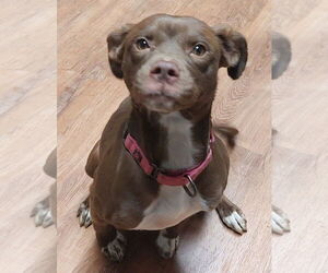 Mutt Dog for Adoption in Boston, Massachusetts USA