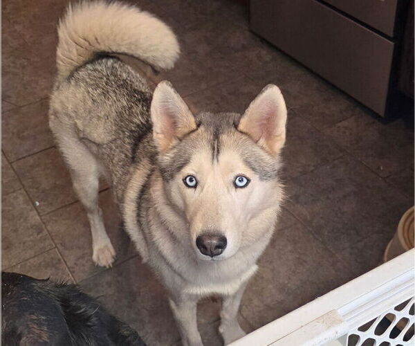 Medium Photo #1 Golden Shepherd-Siberian Husky Mix Puppy For Sale in MENASHA, WI, USA