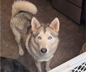 Mother of the Golden Shepherd-Siberian Husky Mix puppies born on 12/19/2025