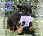 Small Photo #8 German Shepherd Dog Puppy For Sale in MURRIETA, CA, USA