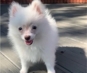 Pomeranian Puppy for sale in ATHENS, AL, USA