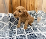Small Photo #4 Goldendoodle Puppy For Sale in MODESTO, CA, USA
