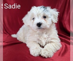 Bernedoodle (Miniature) Litter for sale in CANON CITY, CO, USA