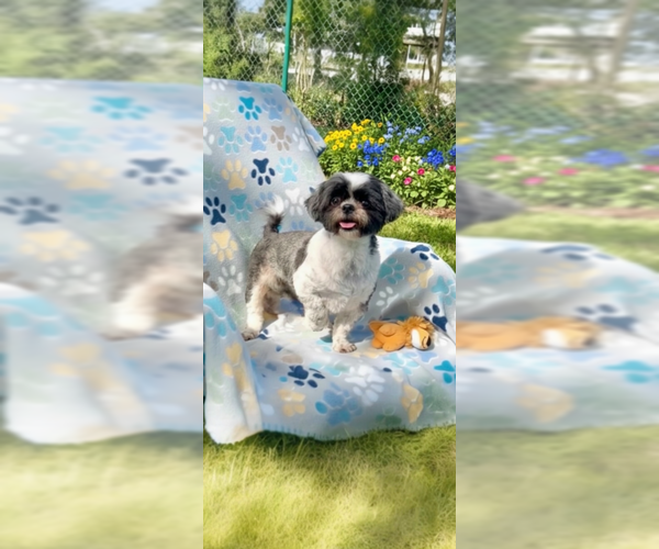 Medium Photo #11 Shih Tzu Puppy For Sale in Weston, FL, USA