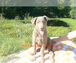 Small #3 German Shepherd Dog