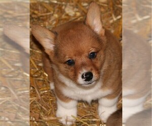 Pembroke Welsh Corgi Puppy for sale in WOODMAN, WI, USA