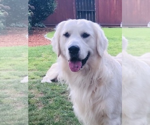 Golden Retriever Puppy for sale in FORT STEILACOOM, WA, USA