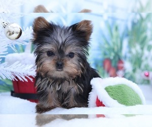 Yorkshire Terrier Puppy for sale in MARIETTA, GA, USA
