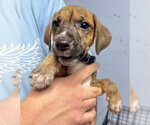 Small Mutt
